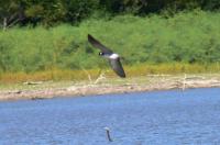 Black Tern 